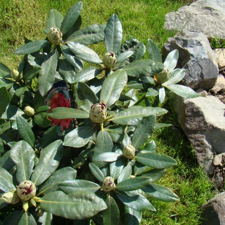 rhododendron 